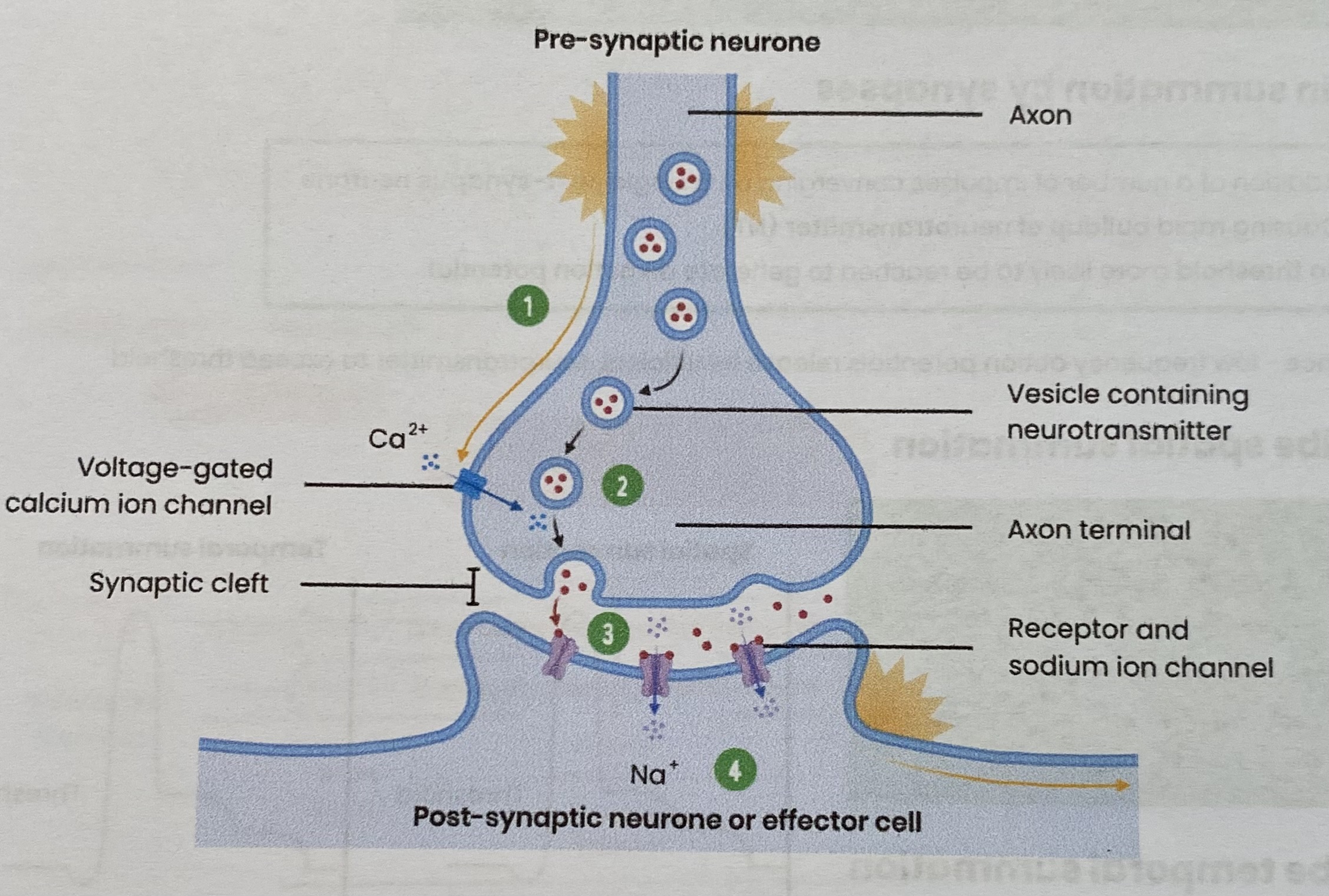 <p>AT PRE-SYNAPTIC NEURONE:</p><ol><li><p>Depolarisation of <strong>pre-synaptic membrane</strong> causes <strong>opening of voltage-gated Ca2+ channels</strong></p><ul><li><p><strong>Ca2+ </strong>diffuse into pre-synaptic neurone/ knob </p></li></ul></li><li><p>Causing <strong>vesicles</strong> containing <strong>ACh</strong> to move and <strong>fuse</strong> with pre-synaptic membrane</p><ul><li><p>releasing ACh into the synaptic cleft (by exocytosis)</p></li></ul></li></ol><p>AT POST-SYNAPTIC NEURONE:</p><ol start="3"><li><p>ACh <strong>diffuses</strong> across synaptic cleft to bind to specific <strong>receptors</strong> on post- synaptic membrane </p></li><li><p>Causing <strong>Na+ channels</strong> to <strong>open</strong></p><ul><li><p>Na+ diffuse into post- synaptic knob causing <strong>depolarisation</strong></p></li><li><p>if <strong>threshold</strong> is met, an action potential is initiated </p></li></ul></li></ol><p></p>