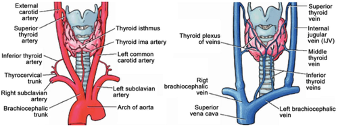 <p>-Superior thyroid arteries supply blood flow to the superior portion of the thyroid gland</p><p>-Inferior thyroid arteries supply blood flow to the inferior portion of the thyroid gland</p><p>-Superior thyroid artery arises from the ECA</p><p>-Inferior thyroid artery arises from the thyrocervical artery</p><p>-Superior, middle thyroid veins drain into the internal jugular vein</p><p>-Inferior thyroid vein drains into the innominate vein</p>