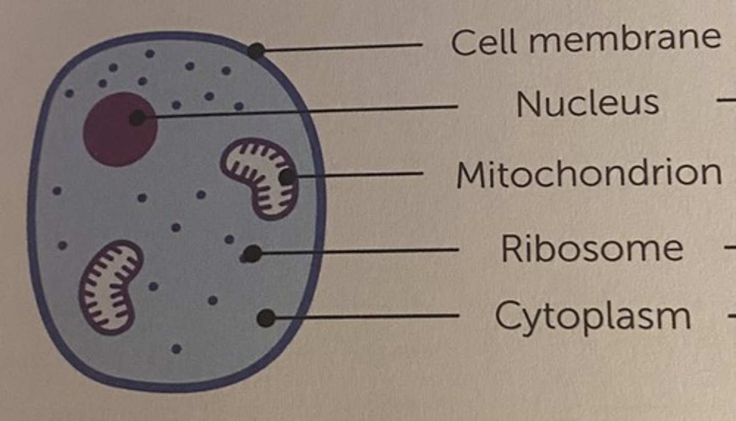 <p>- nucleus</p><p>- cyptoplasm</p><p>- cell membrane</p><p>- mitochondria</p><p>- ribosomes</p>