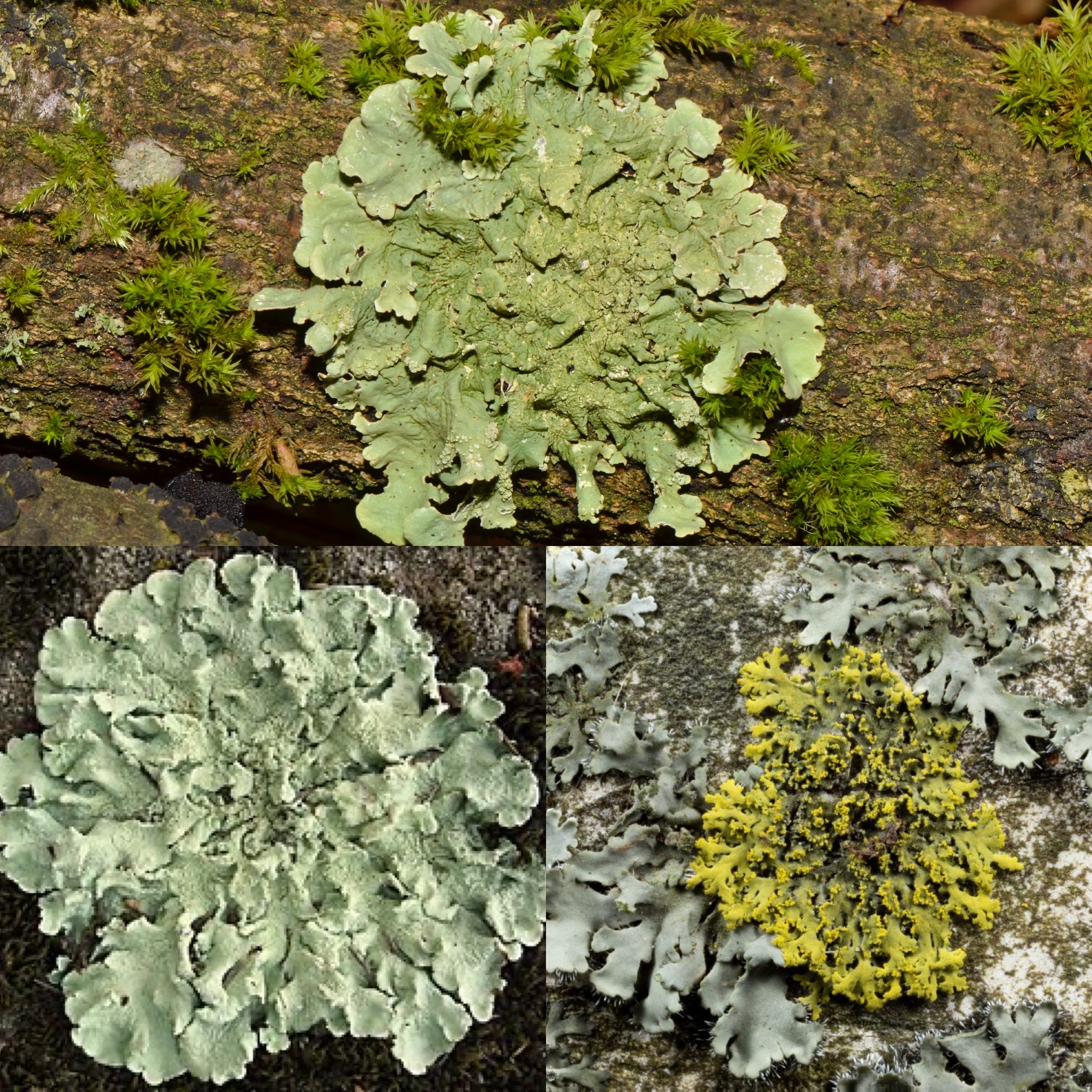 <p>Identify (Name + Type)</p>