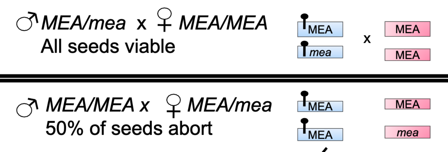 <p>What do the paternal allele ( first arrow) represent in this?&nbsp;</p><p>What do the maternal allele (second arrow) represent in this?&nbsp;</p>