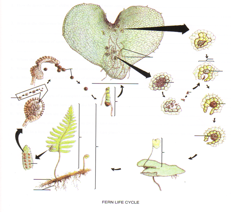 Fern life cycle from page 159