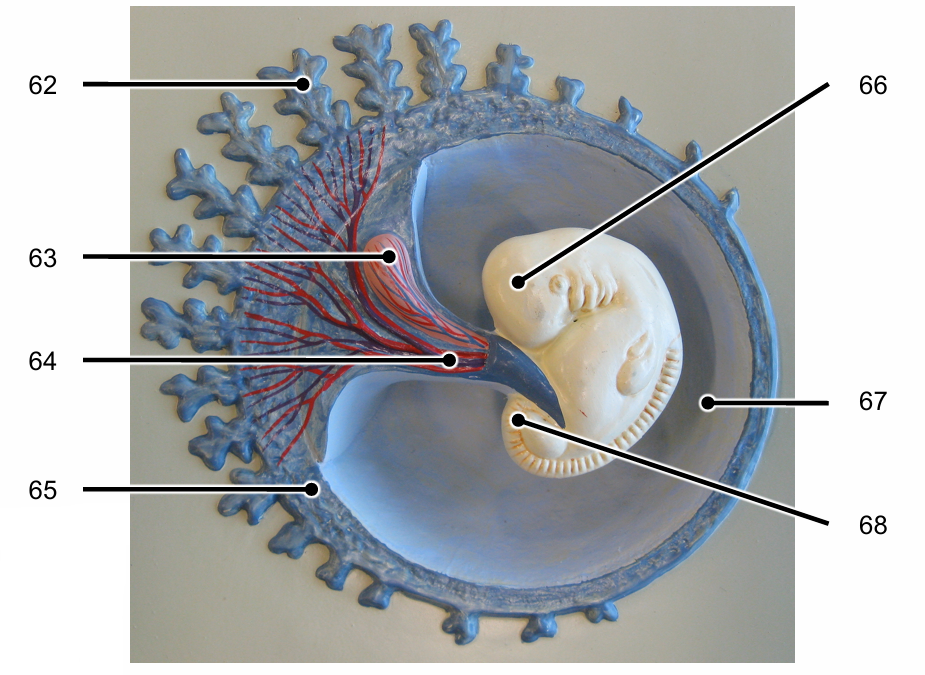 <p>Identify the structures of a ~4.5 week embryo labelled 62-68</p>