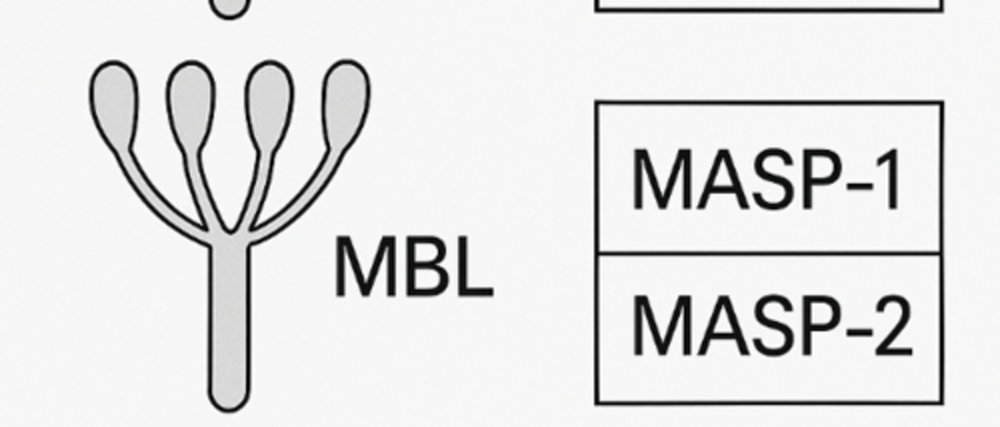 <p>Det er membran bundet lektin, der ses ved den lektin medierede aktiveringsvej.</p><p>Her binder lektin til mannan, som er antigener der er opbygget af sukker molekyler.</p>