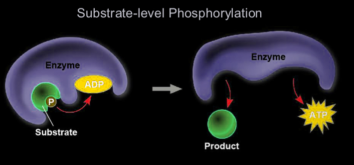 <p>phosphate group is transferred from a substrate to ADP</p><ul><li><p>occurs during glycolysis and the citric acid cycle</p></li></ul><p></p>