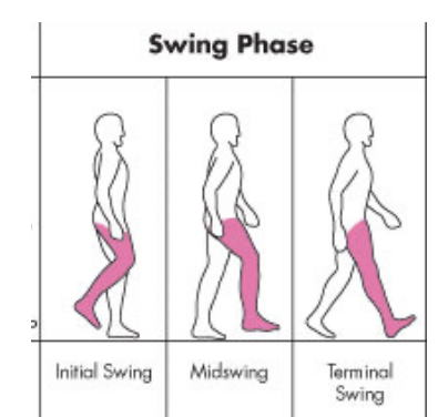 <p>Normal Walking Gait - Swing Phase</p>