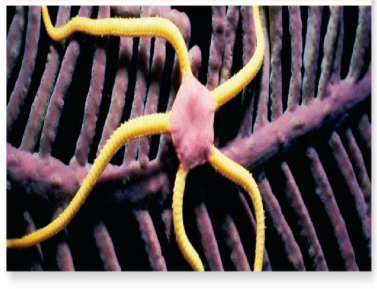 <p>What class do Brittle stars belong to</p>