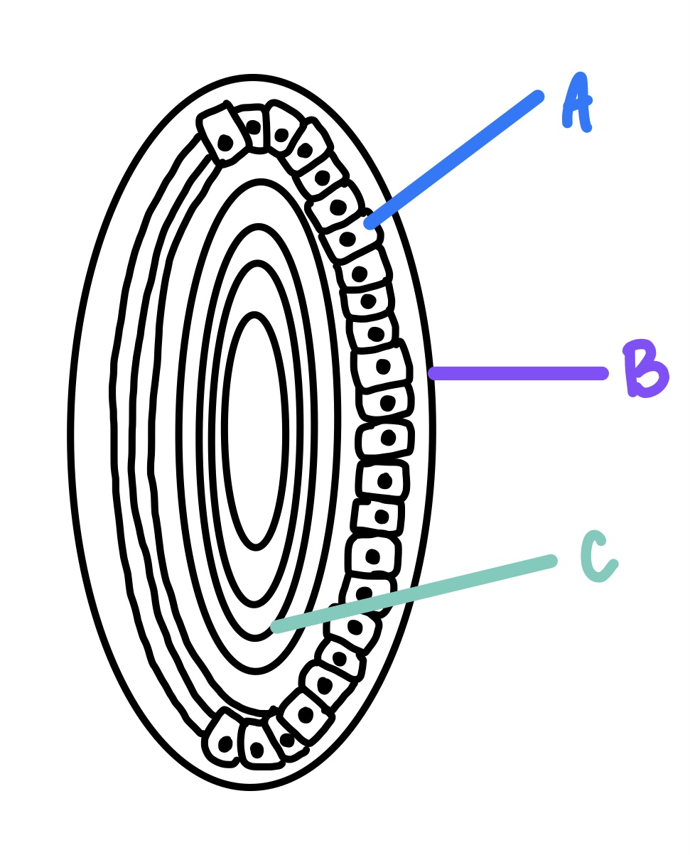 <p>adjacent to anterior lens capsule; cuboidal epithelium; secrete anterior capsule and are site of metabolic transport mechanisms</p><p><strong>A</strong></p>