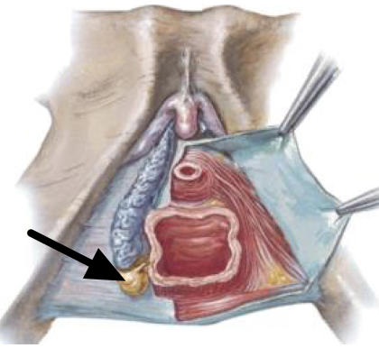 <p>what is indicated by the arrow? (one name)</p>