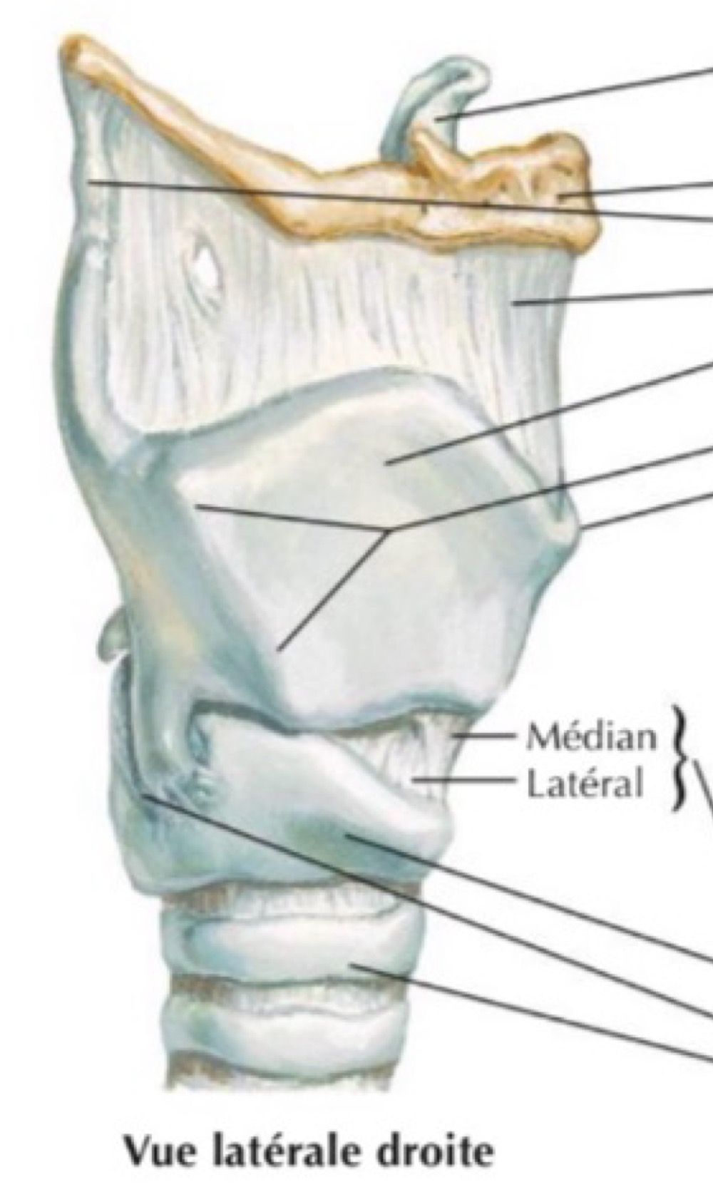 <p>Légender</p>
