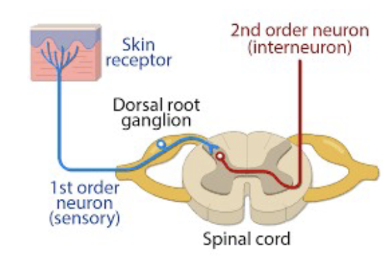 <p><span>transmit nociceptive information to the brain for interpretation and response</span></p>