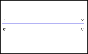 on the original DNA chain that goes 5 to 3, therefore the new strand is being created in the opposite direction. requires multiple primers for DNA poly 3 to attach to and creates **Okazaki fragments** (bottom strand in the gif)

* this is called **discontinuous replication** 