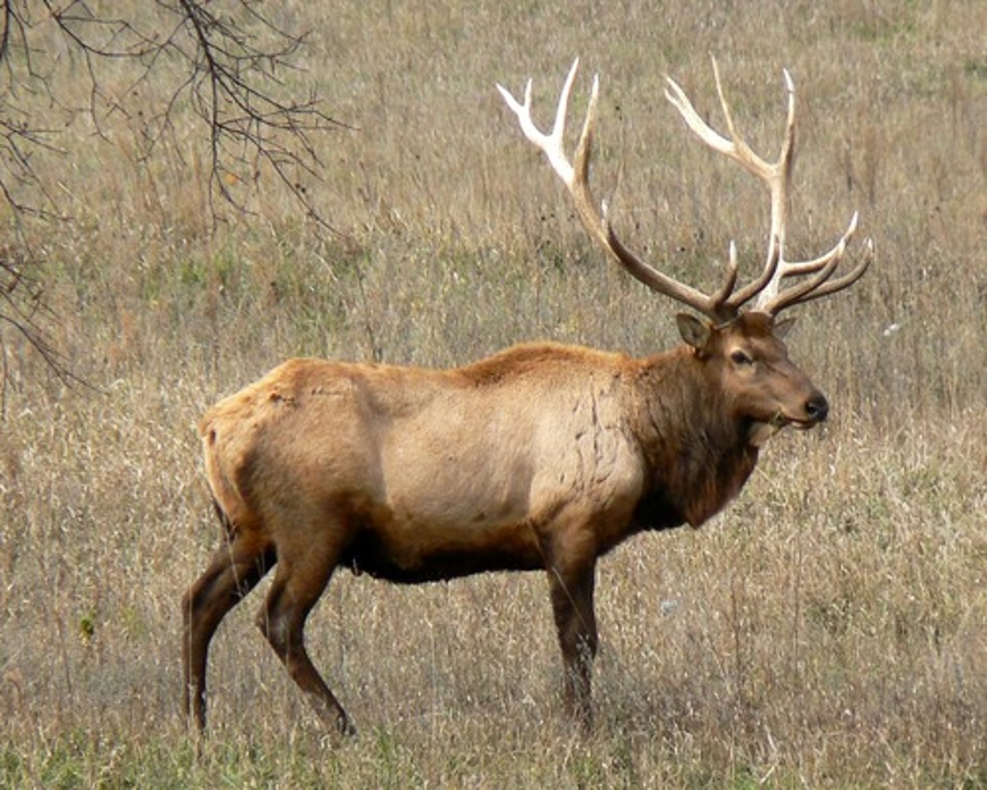 <p>Its thick fur</p>