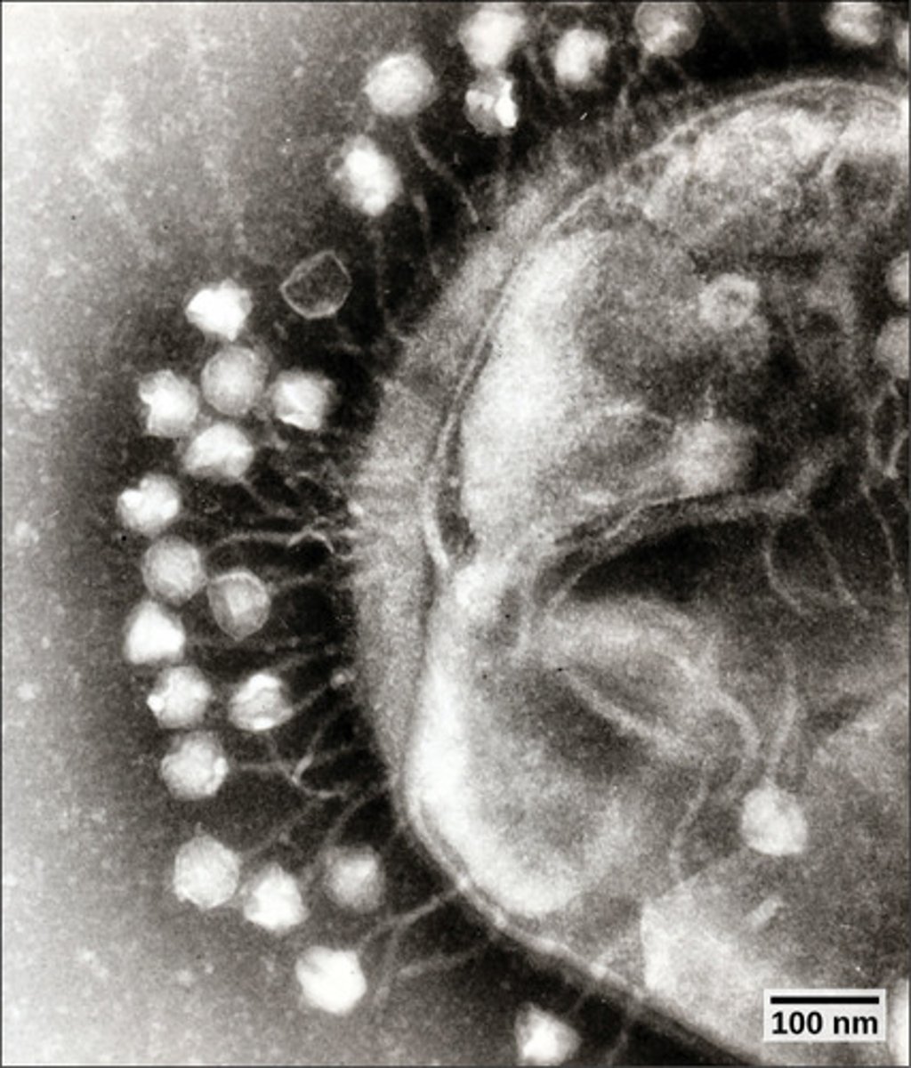 <p>bacteriophage</p>