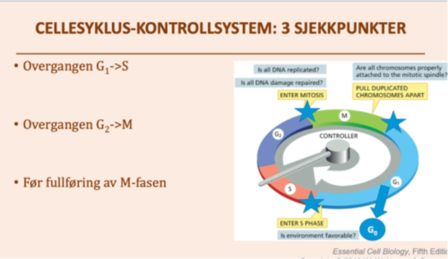 <p>Cellesyklusen er under streng kontroll - viktig for vekst + reparasjon av evt. skadet DNA.</p><p>Kontrollen vil:</p><p>1. Sikre at de ulike stadiene skjer til riktig tid, rekkefølge. og kun én gang per cellesyklus</p><p>2. Avgjøre hvor raskt de ulike celletypene deler seg</p><p>--> Hudceller + celler i beinmargen (deler seg hele livet), leverceller (ved behov), nerveceller + lysfølsomme celler (kun før ferdig spesialisert)</p>