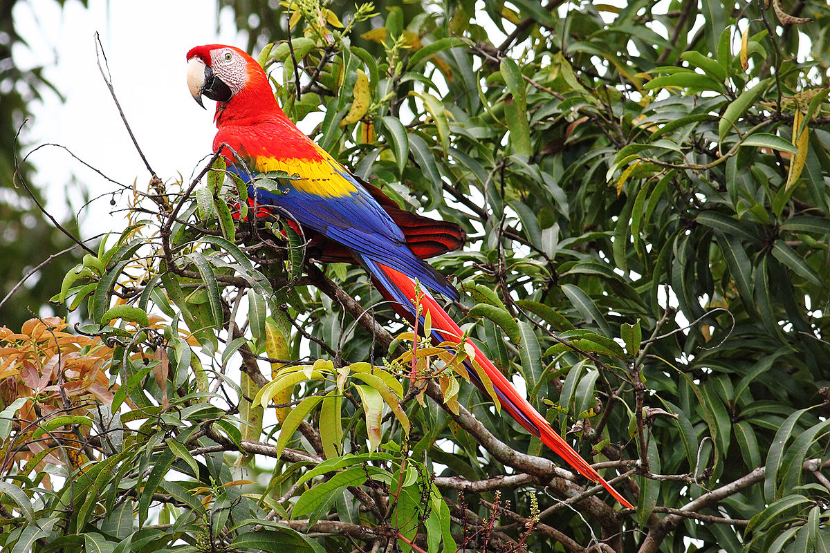 Psittaciformes - Psittacidae - Ara macao