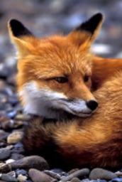 <p><strong><mark data-color="yellow" style="background-color: yellow; color: inherit;">Vulpes vulpes</mark></strong></p>