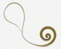 <p>Male or female</p>