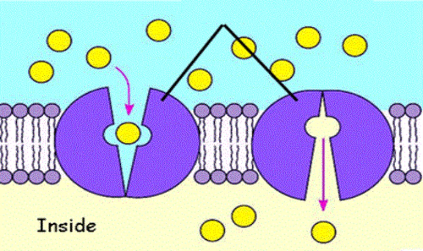 <p>Molecules move down their concentration gradient (kinetic movement) through a transport protein e.g. Glucose or Amino acids (water soluble molecules)</p>