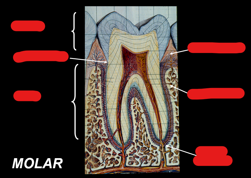 <p>Identify the components in this figure</p>