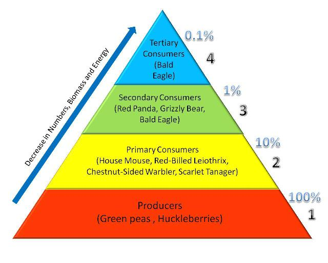 <p>Producers, Primary consumers, Secondary Consumers, Tertiary Consumers, Apex predators</p>