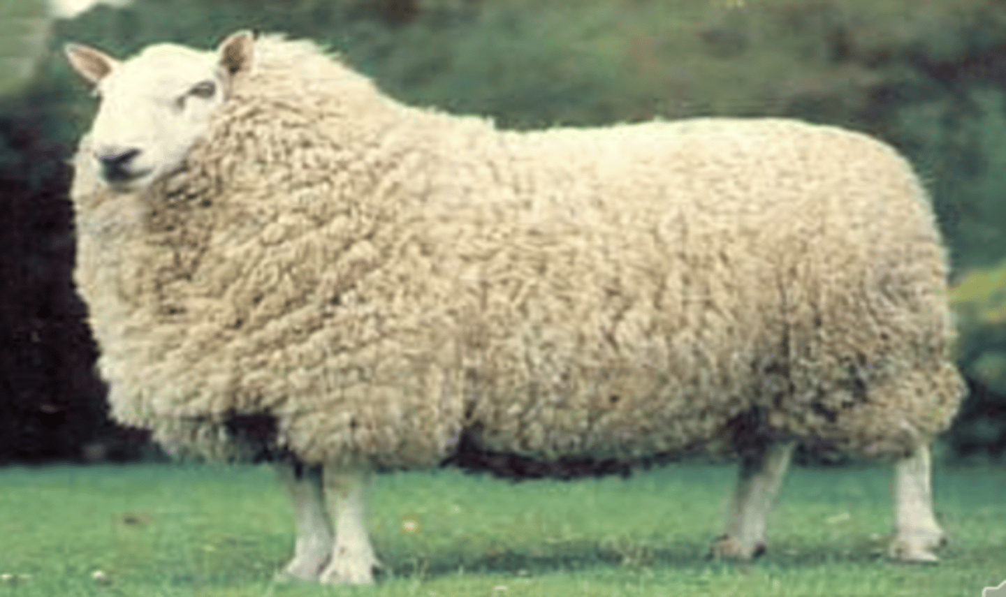 <p>a.Open faced sheep</p><p>b.Hardy in cold weather</p><p>c.Not good in open range/ better in pasture</p><p>d.Active and high strung</p><p>e.Hardy lambs/few dystocias ( small heads)</p><p>f.Good meat</p><p>g.Good fleece</p>