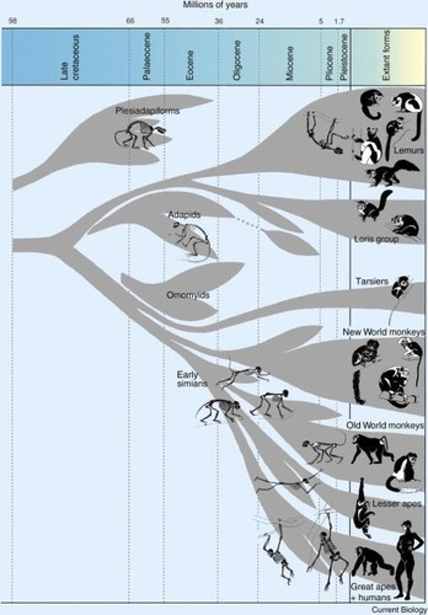 <p>Grasping hands/feet, opposable thumbs, improved depth perception, and large brains.</p>