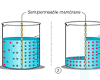 <p><span><span>the natural movement of water molecules through a semipermeable membrane (like a cell wall) from an area with more water (less dissolved stuff/solute) to an area with less water (more dissolved stuff), aiming to balance the concentration on both sides</span></span></p>