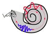 in hearing, the theory that the rate of nerve impulses traveling up the auditory nerve matches the frequency of a tone, thus enabling us to sense its pitch.
