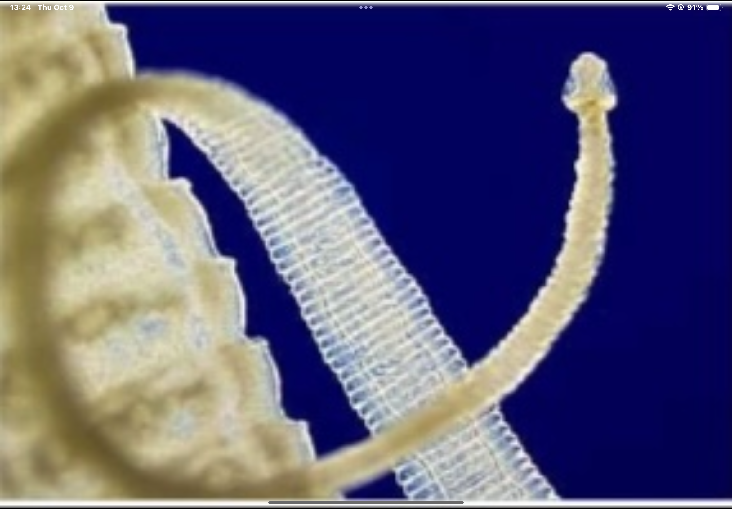 term image