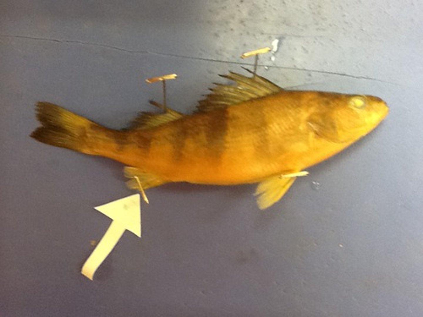 <p>A single fin near the anus that keeps the fish upright and moving in a straight line</p>