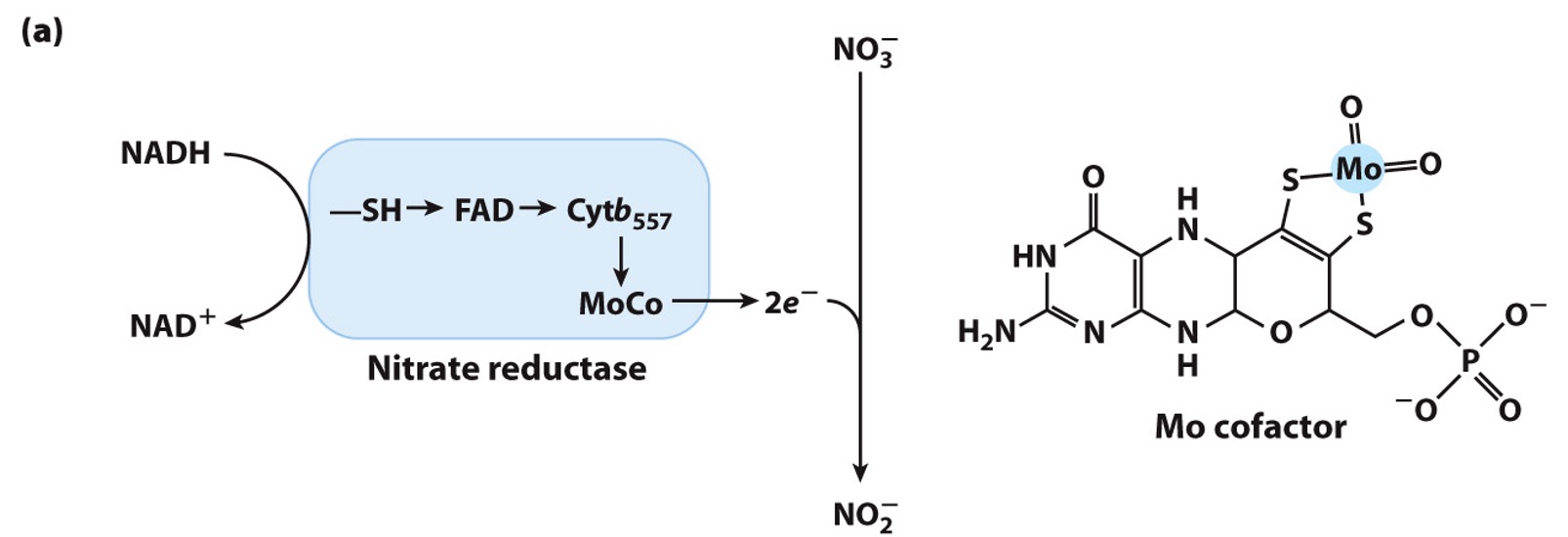 <ul><li><p>large soluble protein </p></li><li><p>contains Mo cofactor </p></li><li><p>catalyzes 2e- reduction of NO3- to NO2-</p></li><li><p>NADH → e- donor </p></li></ul><p></p>