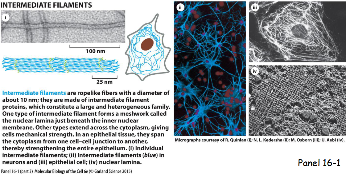 <p>Intermediate filaments extend across the cytoplasm to provide cells mechanical strength, line the inner face of nuclear envelope (nuclear lamins form a meshwork to provide anchorage sites for chromosomes and nuclear pores), and span at sites of cell-cell contact called desmosomes to hold epithelial cell sheets together or cell-matrix contact called hemidesmosomes</p>