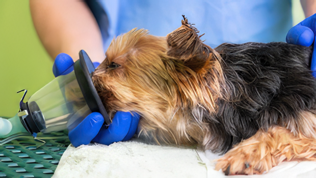 <p>device that administers medicinal vapors</p>