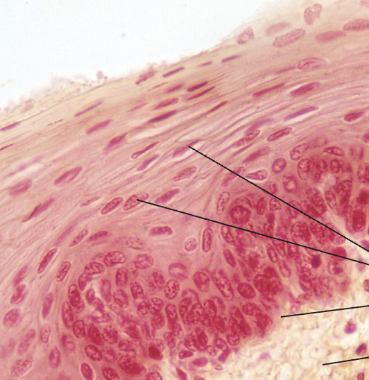 <p>What tissue type does this image depict?</p>