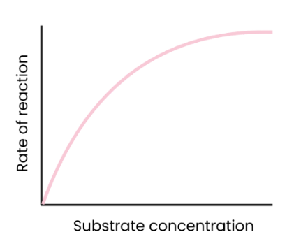 <p><strong>As substrate concentration increases, rate of reaction increases.</strong></p><ul><li><p>More enzyme-substrate complexes form.</p></li><li><p>At a certain point, rate of reaction stops increasing/ levels off as enzyme concentration becomes the limiting factor. (all active sites are occupied)</p></li></ul><p></p>