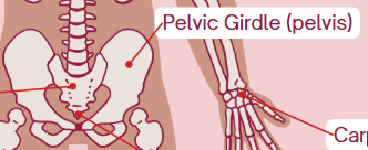 <p><span>Hip bones</span></p>