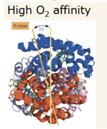 <p>relaxed state. 15 degree rotation of alpha-beta1 dimer with respect to alpha-beta2 dimer. Oxygenated state. More narrow central channel.</p>