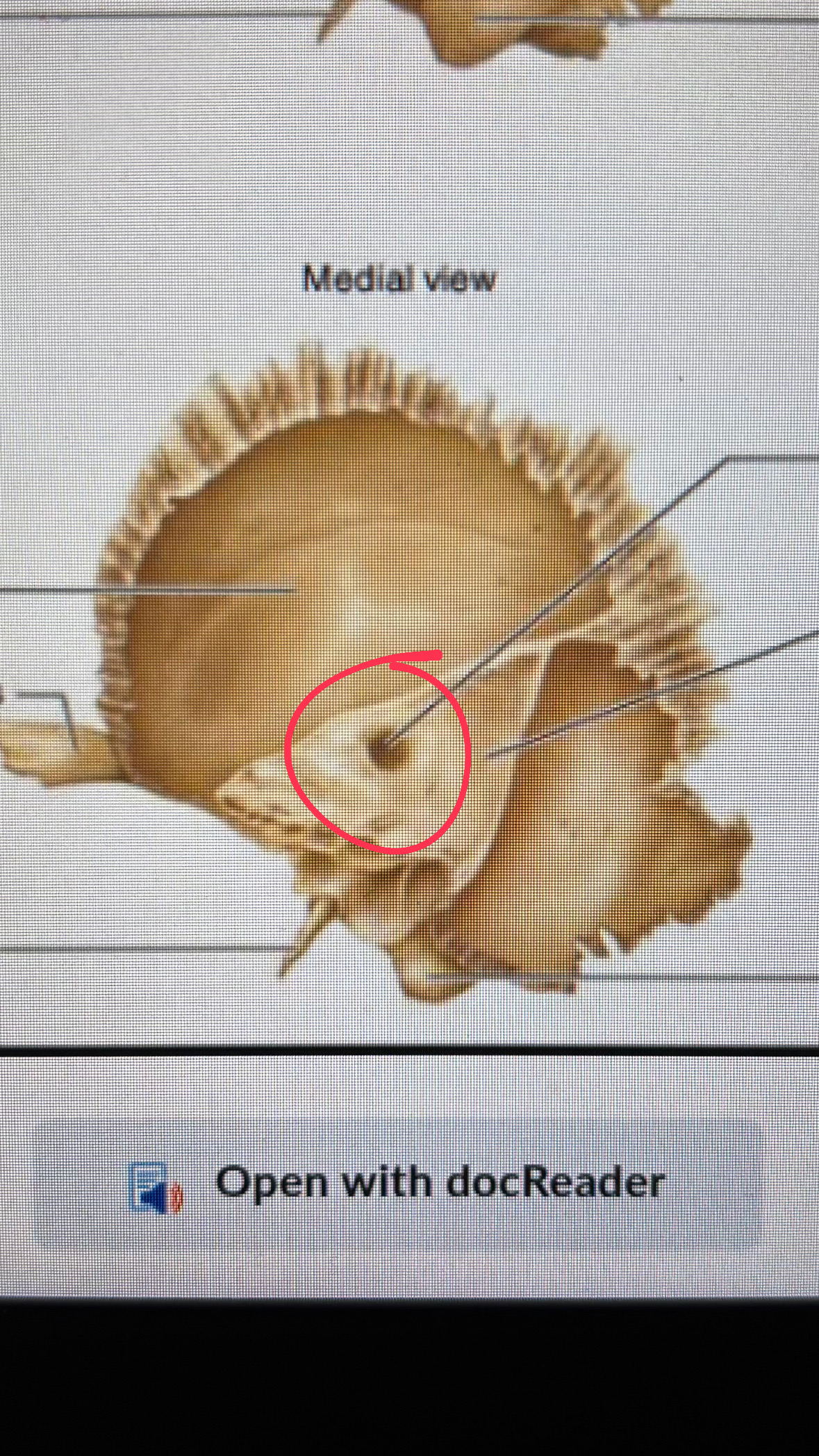 <p>the inside part of the skull that is the ear hole (going from inside the body from outside)</p>