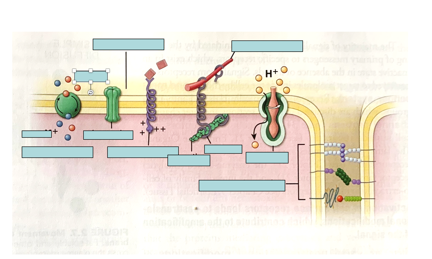 <p>Molecular movement across the plasma membrane use__.</p><ol><li><p>LABEL. </p></li><li><p><span>The different types of proteins shown are: </span><strong>pumps</strong><span>, </span><strong>channels</strong><span>, </span><strong>receptors</strong><span>, </span><strong>linkers</strong><span>, </span><strong>enzymes</strong><span>, and </span><strong>structural proteins </strong></p><p><strong>WHAT ARE THEIR FUNCTIONS?</strong></p></li></ol><p></p>