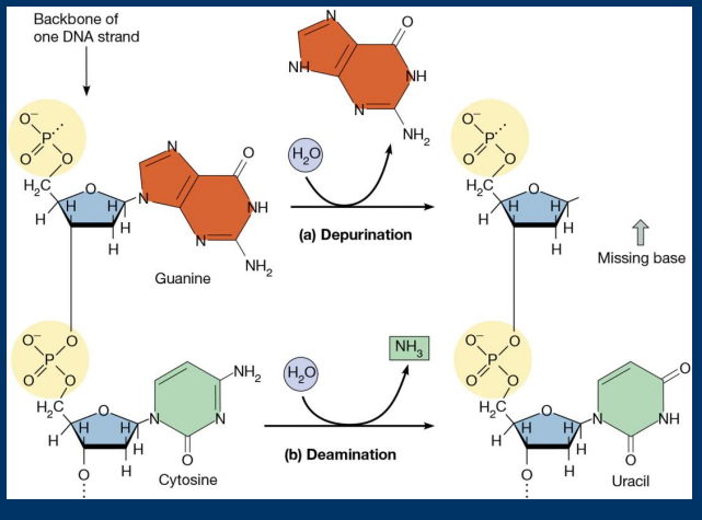 <p>• Depurination: Spontaneous loss of purines (Guanine/Adenine) </p>
