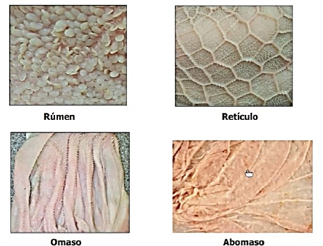 <p>Omaso → pregas</p><p>Abomaso → dobras</p><p>Retículo → cristas</p><p>Rúmen → Papilas</p>