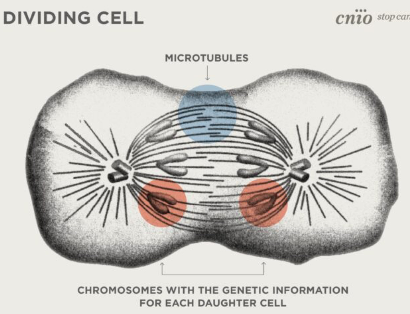 <p>Microtubules </p>