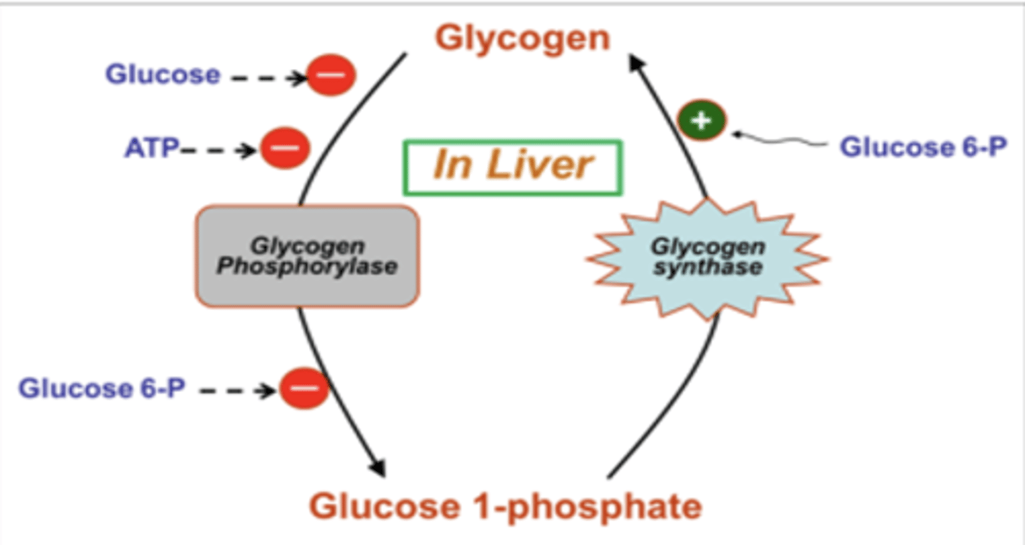 <p>glucose 6-phosphate</p>