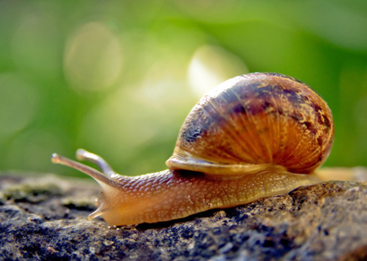 <p>het is een langzaam dier</p>