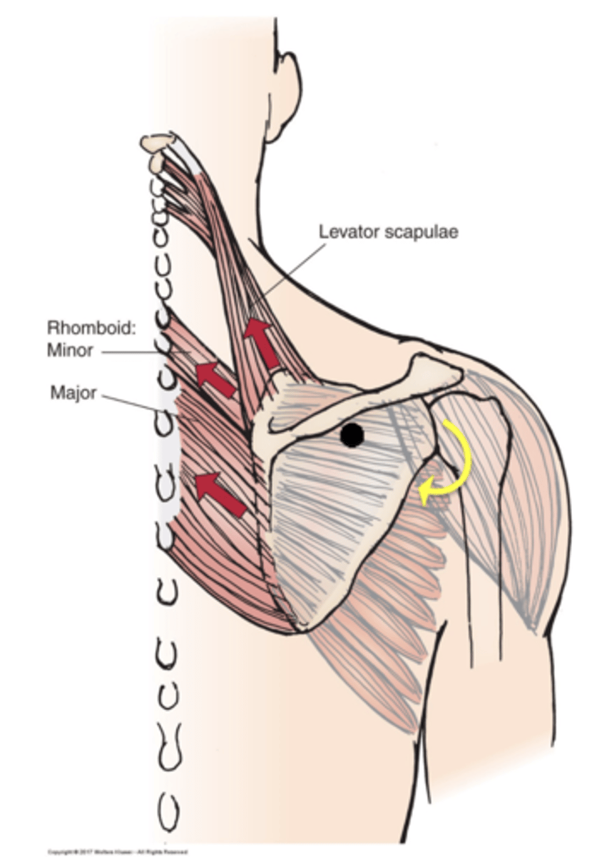 <p>In terms of the scapula, what actions do the following allow:</p><p>1. Levator Scapulae</p><p>2. Rhomboid minor</p><p>3. Rhomboid major</p>