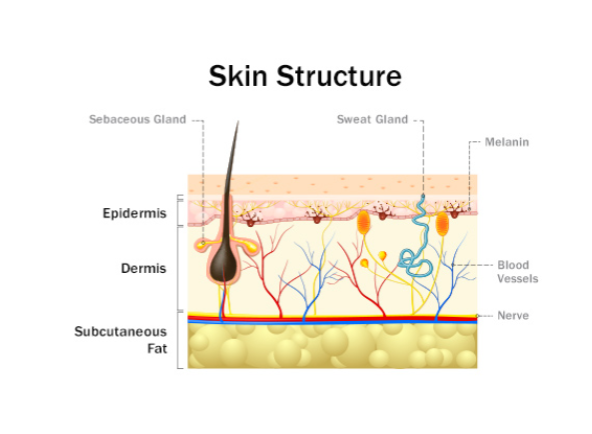 <p>fat acts as an insulator and helps regulate body temp. also acts as a cushion.</p>
