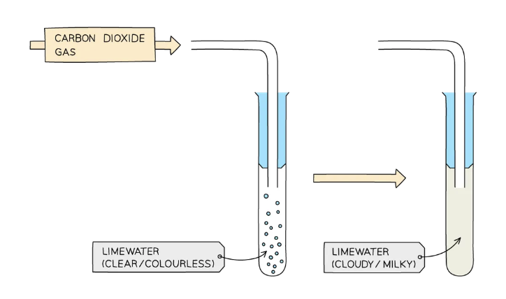 <ul><li><p>bubble the gas through an aqueous solution of&nbsp;<strong>limewater</strong>&nbsp;(calcium hydroxide)</p></li><li><p>If the gas is carbon dioxide, the limewater turns&nbsp;<strong>cloudy white</strong></p></li></ul><p></p>