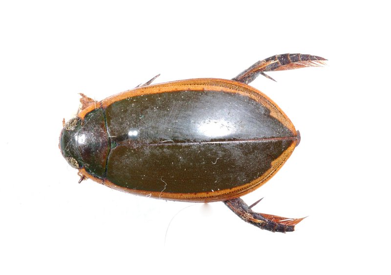 <p>Coleoptera</p><p>predaceous diving beetles</p>