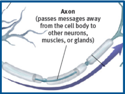 <p>attached to soma, neuron extension that passes messages though its branches to other neurons or to muscles or glands</p>
